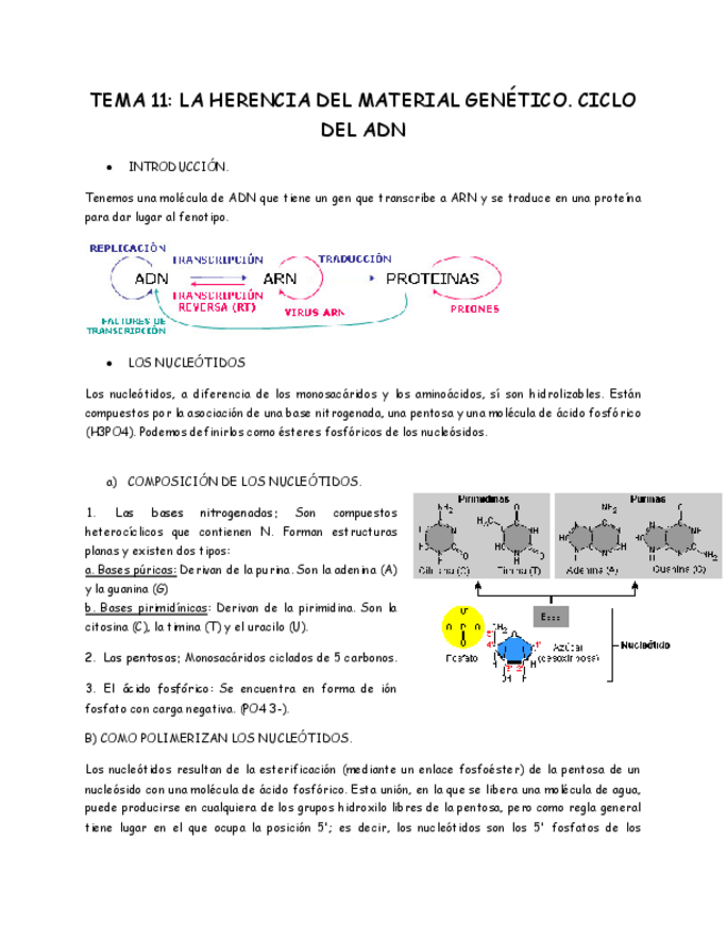Miniatura del documento TEMA 11_ LA HERENCIA completo  - copia.pdf