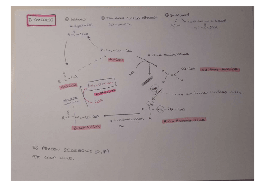 Miniatura del documento Cicle-de-Krebs--B-Oxidacio.pdf