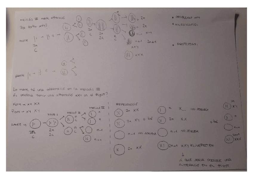 Miniatura del documento Exercicis-alteracions-a-la-meiosi.pdf