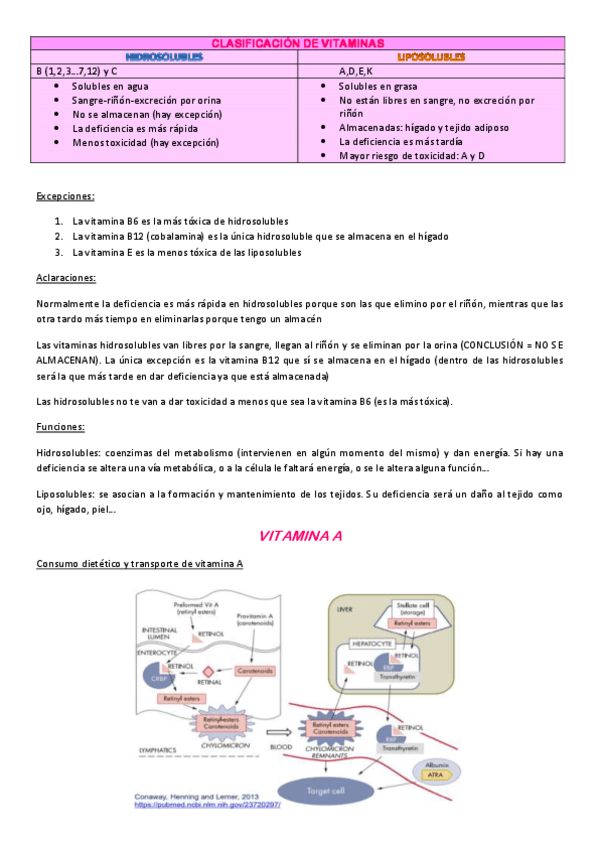 Miniatura del documento RESUMEN-DE-VITAMINAS.pdf
