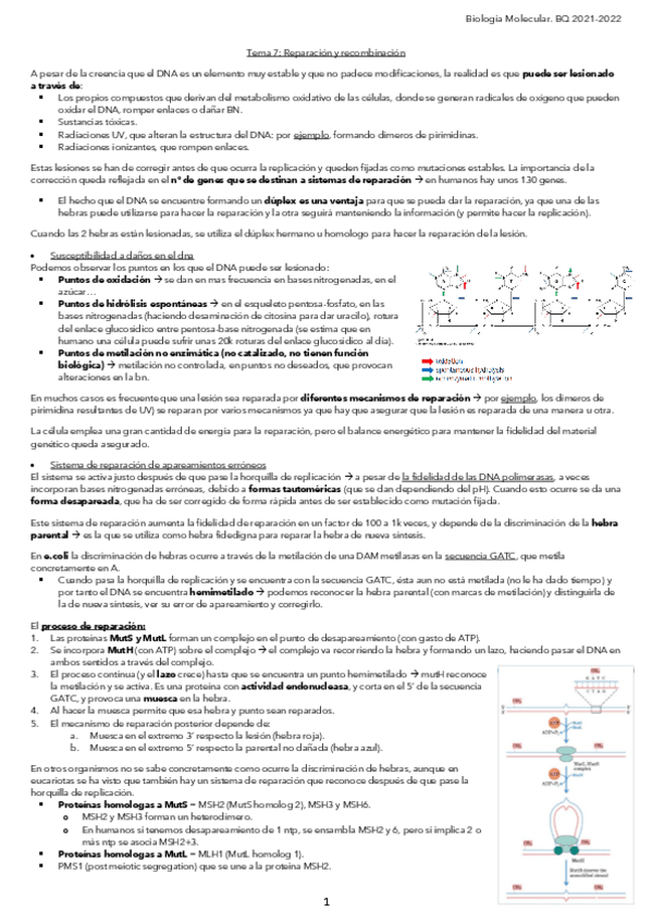 Miniatura del documento Tema-7-Reparacion-y-recombinacion.pdf