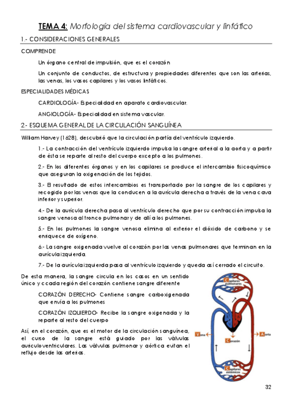 Miniatura del documento TEMA-4-Morfologia-del-sistema-cardiovascular-y-linfatico.pdf