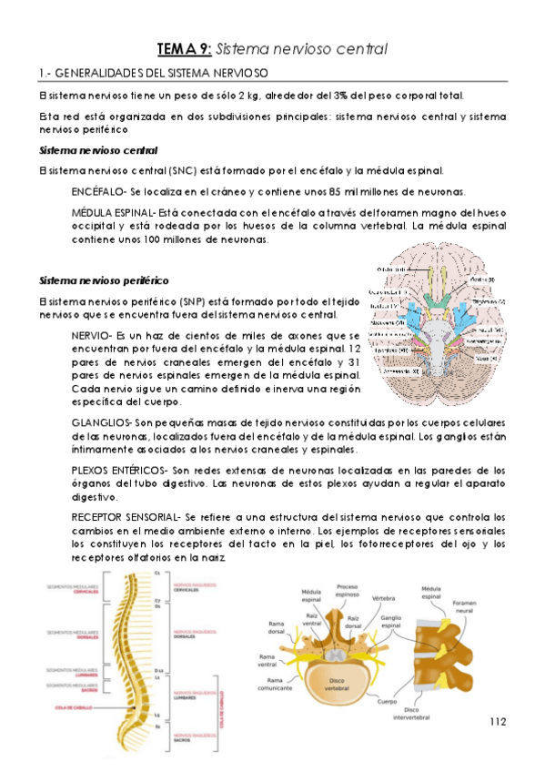 Miniatura del documento TEMA-9-Sistema-nervioso-central.pdf