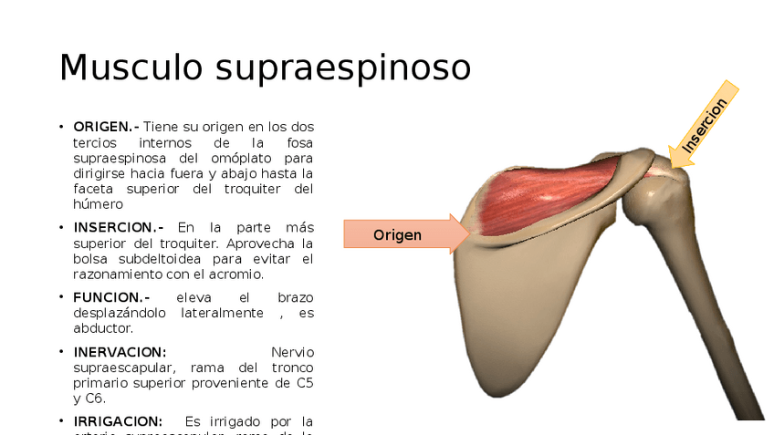 Miniatura del documento Musculos-posteriores-de-la-cintura-escapular.pdf