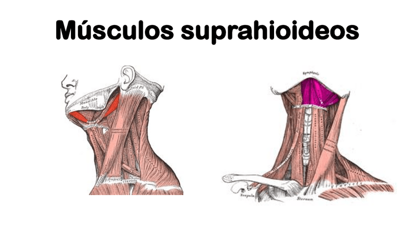 Miniatura del documento Musculos-suprahioideos.pdf