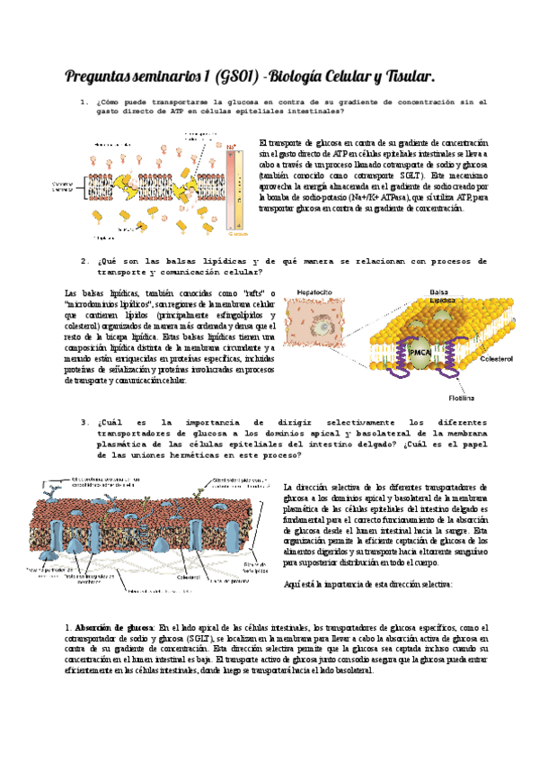 Miniatura del documento Preguntas-seminario-1-GSO1SO2-Biologia-Celular-y-Tisular.pdf