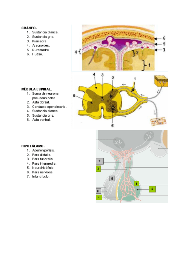 Miniatura del documento Fotos-BCH-3-parcial.pdf