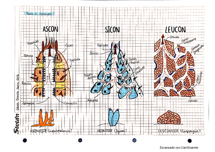 Miniatura del documento Dibujos-zoologia-1-cuatri.pdf