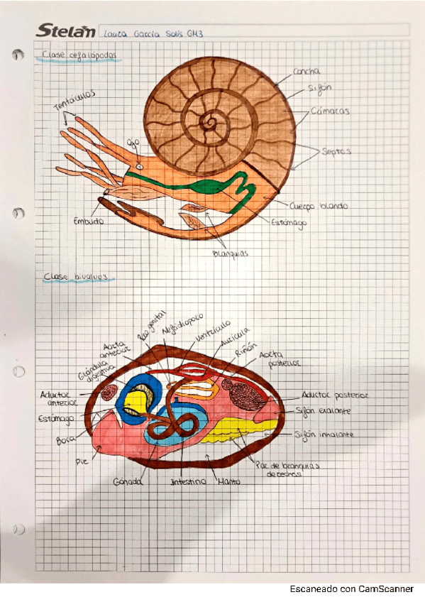 Miniatura del documento Dibujos-zoologia-2-cuatri.pdf