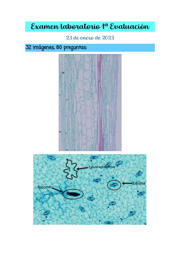 Miniatura del documento Examen-laboratorio.pdf