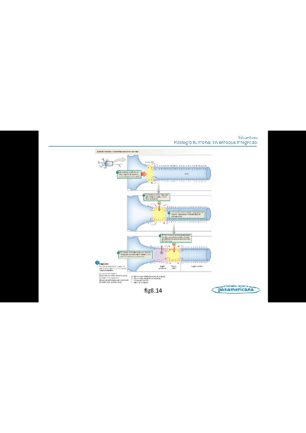 Miniatura del documento Todo-el-temario-fisiologia-humana-5.pdf