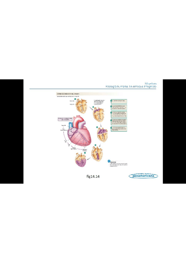 Miniatura del documento Todo-el-temario-fisiologia-humana-3.pdf