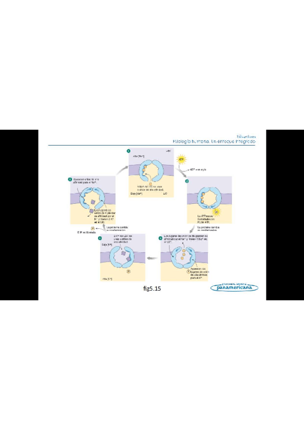 Miniatura del documento Todo-el-temario-fisiologia-humana-2.pdf