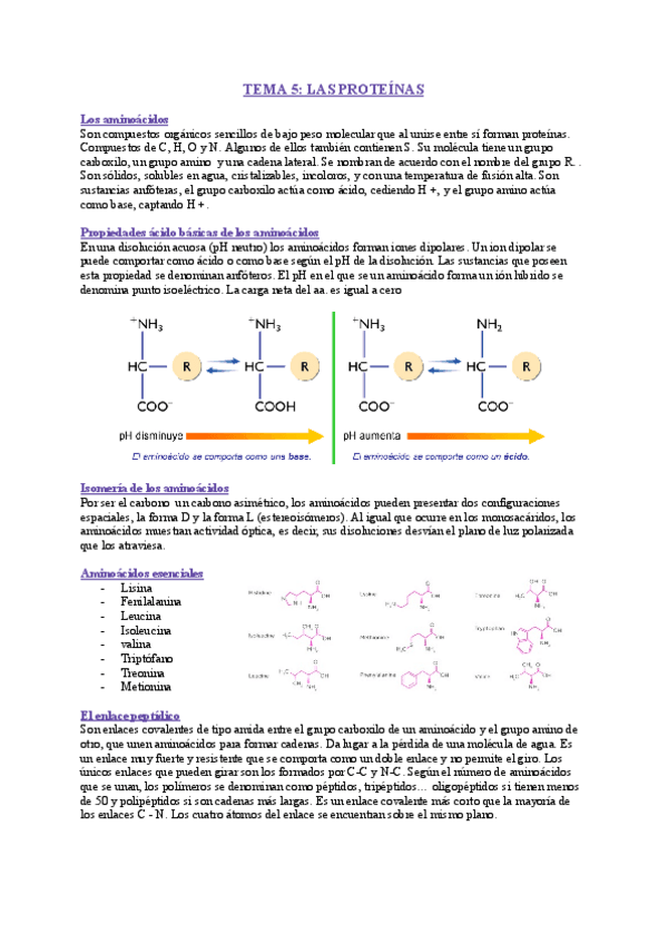 Miniatura del documento TEMA-5-LAS-PROTEINAS-1.pdf