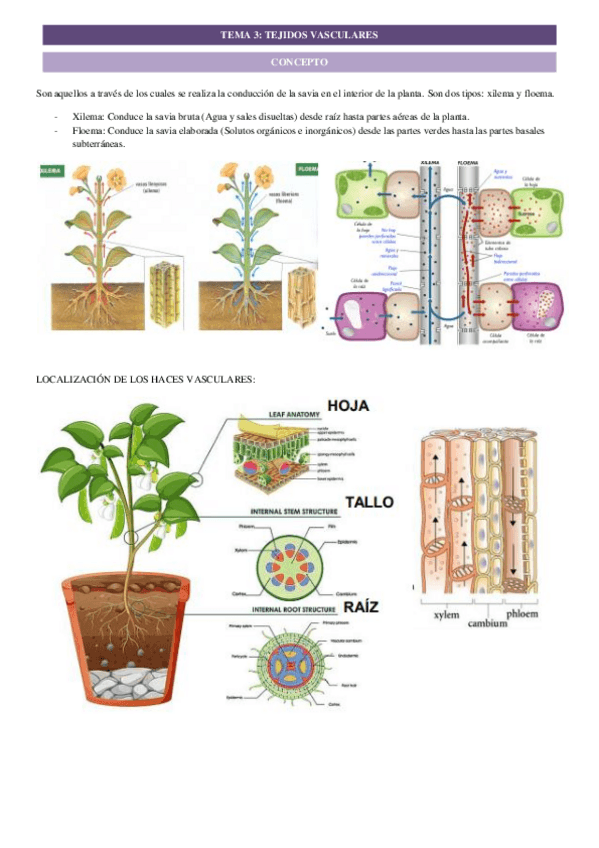 Miniatura del documento tema-3-histo-veg.pdf