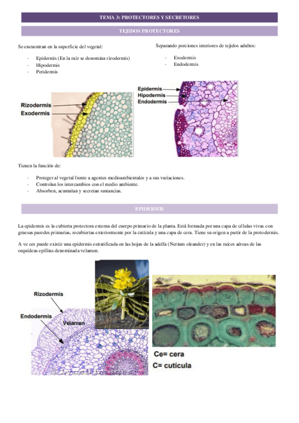 Miniatura del documento tema-4-histo-veg.pdf