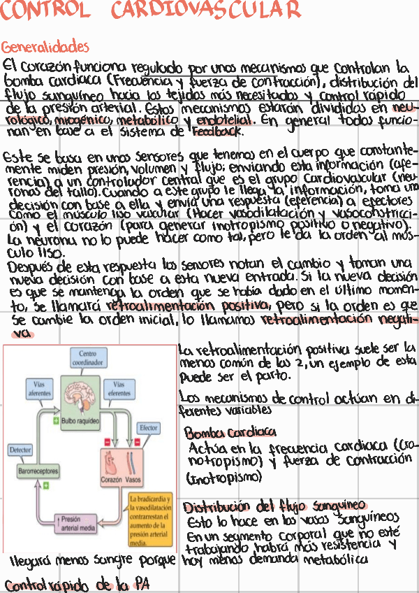 Miniatura del documento Control-cardiovascular.pdf