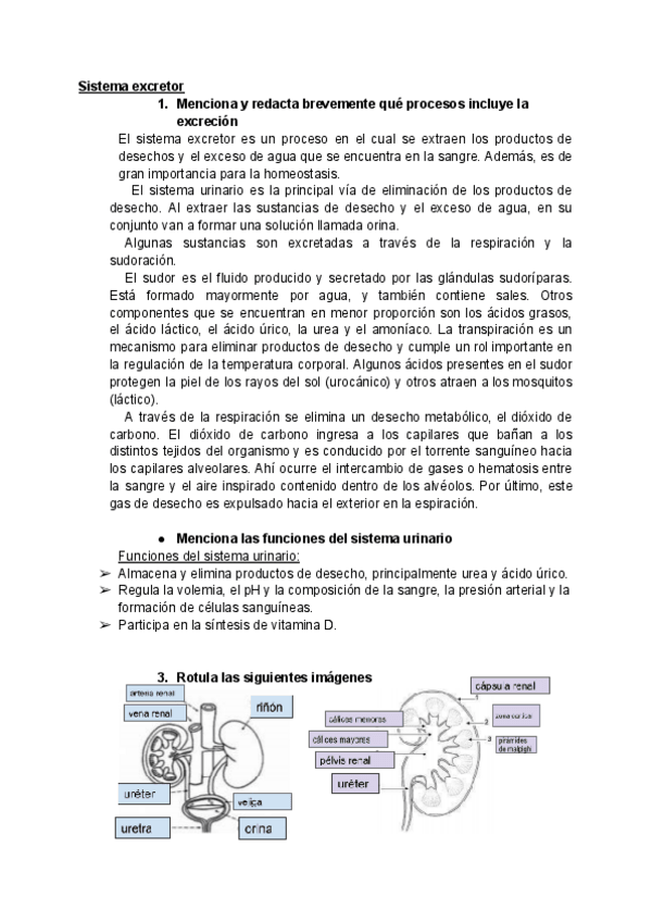Miniatura del documento Sistema-excretor.pdf