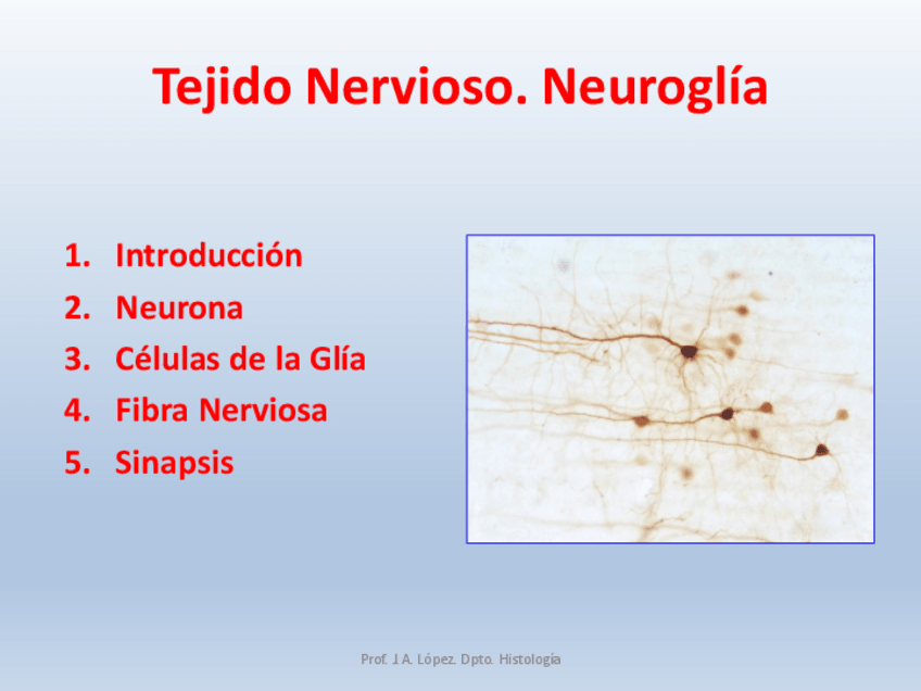 Miniatura del documento 4.-T.O.-neuroglia-22-23.pdf