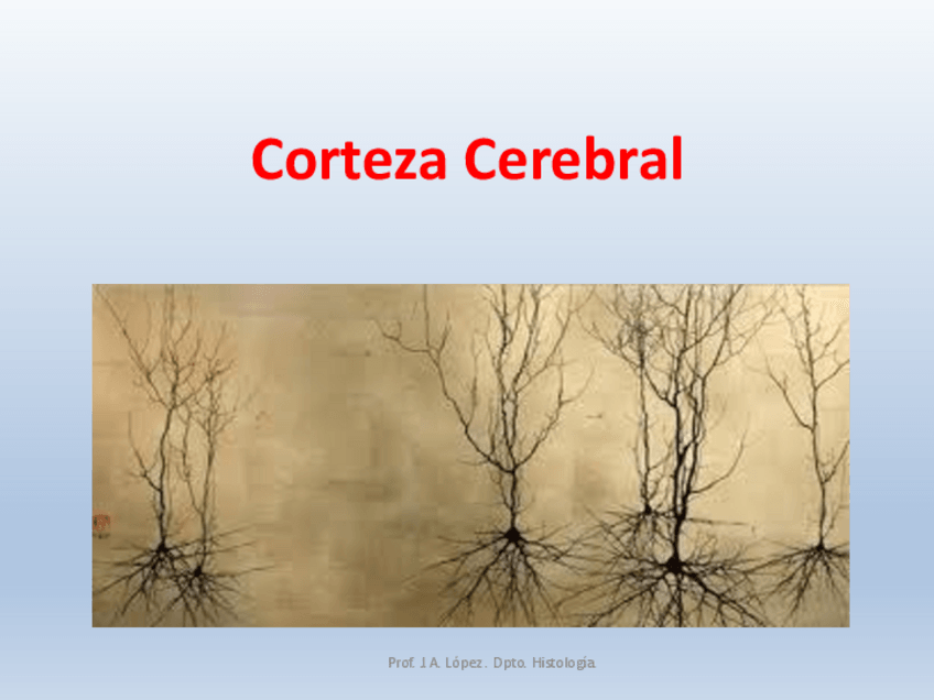 Miniatura del documento T.O.-CEREBRO-CEREBELO-MEDULA.-22-23.pdf