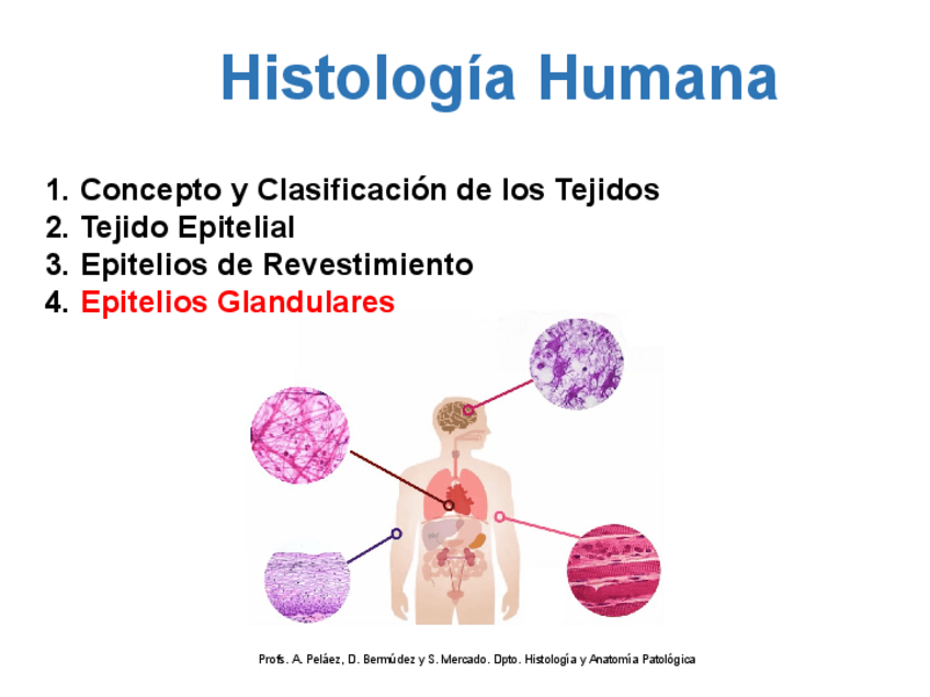 Miniatura del documento TEJIDO-EPITELIAL-glandular.pdf