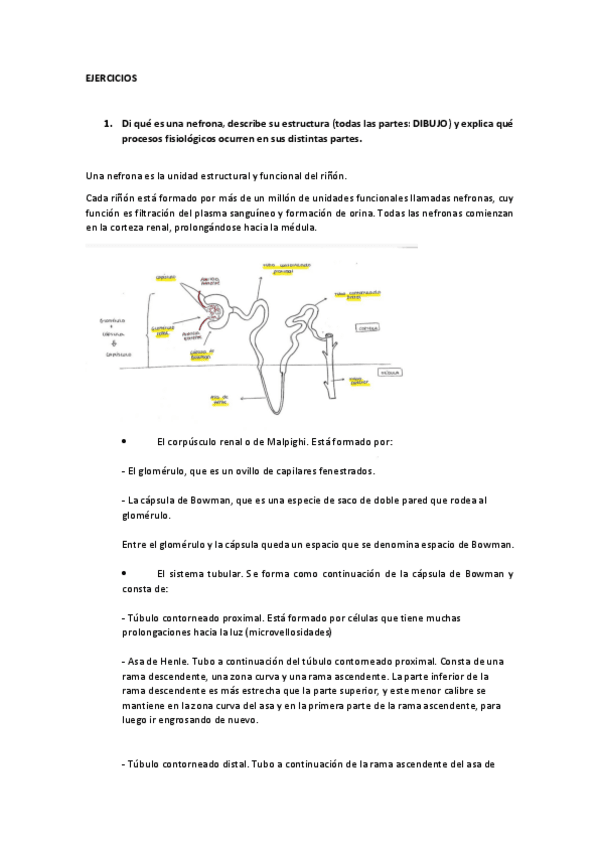 Miniatura del documento Actividades-Tema-renal.pdf