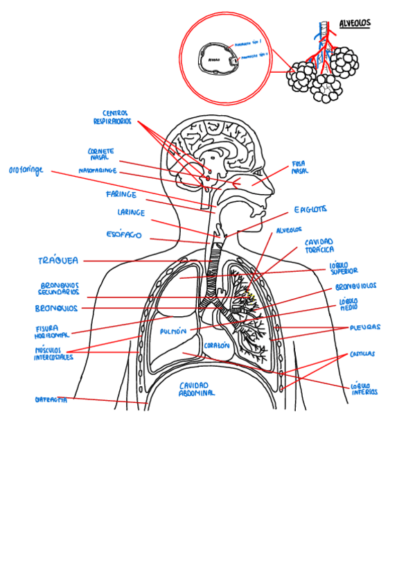 Miniatura del documento Dibujo-Aparato-Respiratorio.pdf