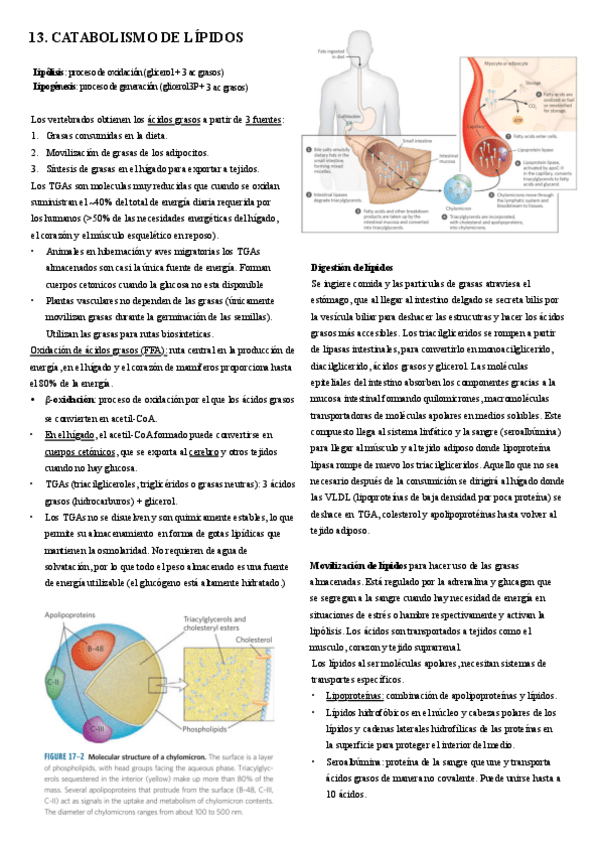 Miniatura del documento 13.-Catabolismo-de-lipidos.pdf