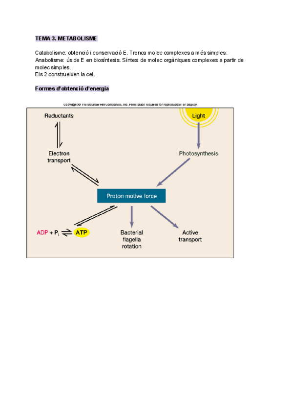 Miniatura del documento TEMA-3-METABOLISME.pdf