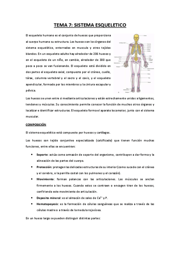 Miniatura del documento TEMA-7-sistema-esqueletico.pdf