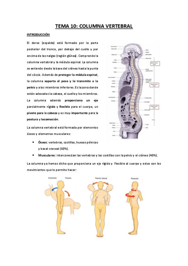 Miniatura del documento TEMA-10-columna-vertebral.pdf