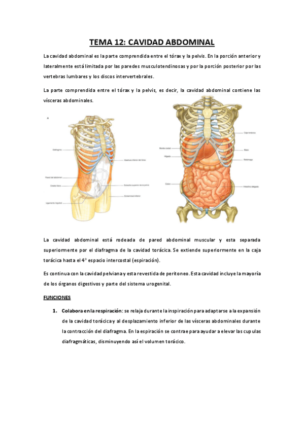 Miniatura del documento TEMA-12-cavidad-abdominal.pdf