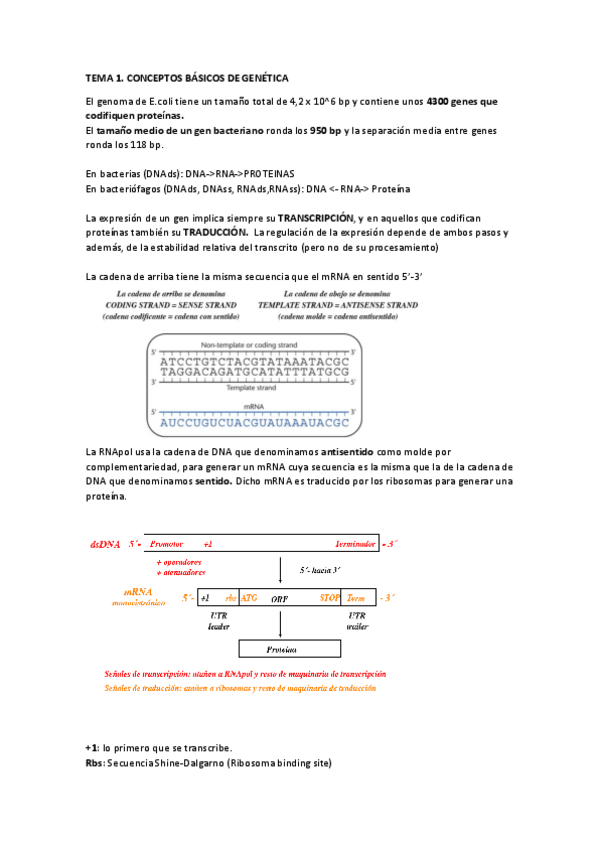 Miniatura del documento TEMA 1..pdf