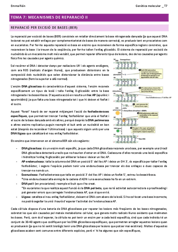 Miniatura del documento TEMA-7-genetica-molecular-W.pdf