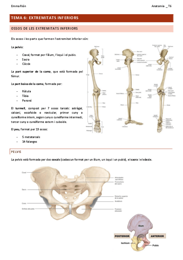 Miniatura del documento TEMA-6-anatomia.pdf