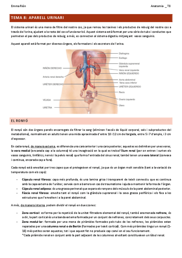 Miniatura del documento Tema-8-anatomia.pdf