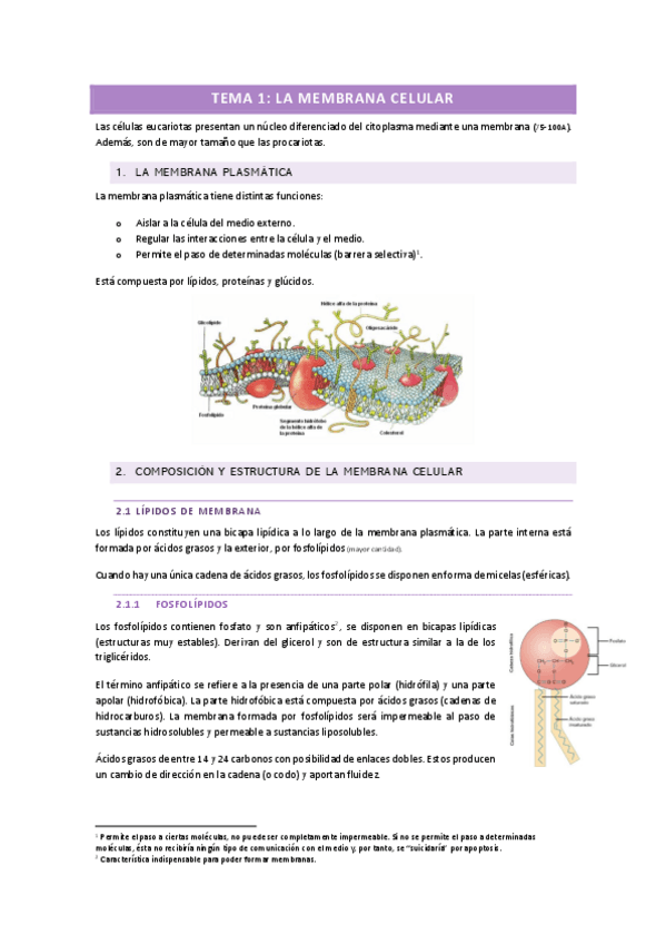 Miniatura del documento TEMA-1.-LA-MEMBRANA-CELULAR.pdf