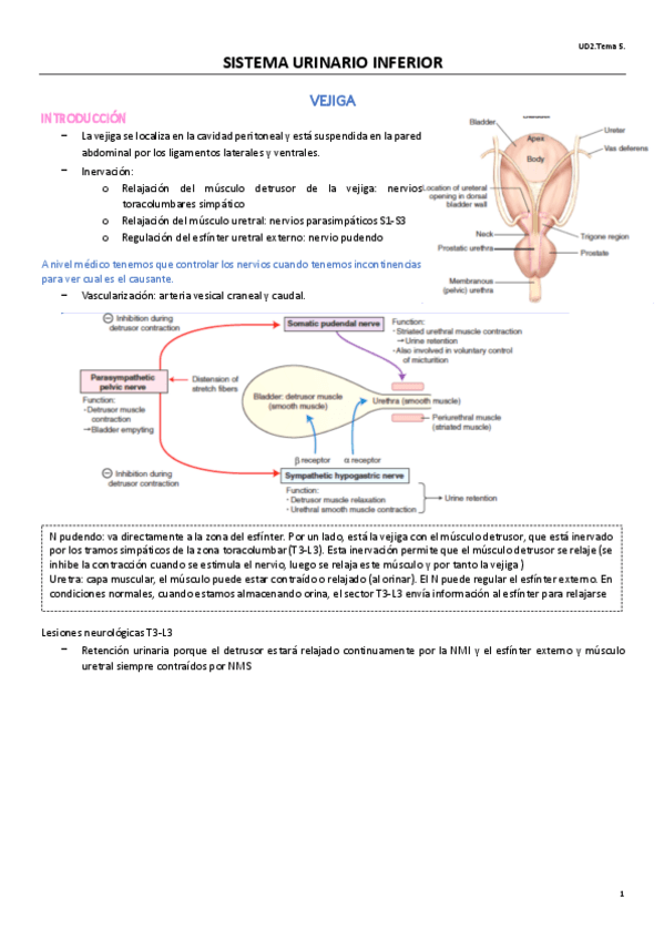 Miniatura del documento UD2T5CIRUGIA.pdf