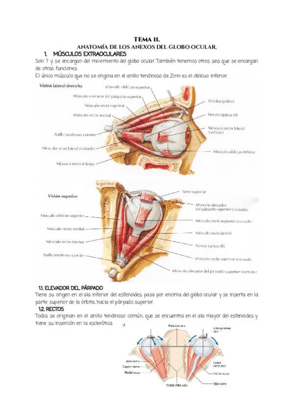 Miniatura del documento TEMA-11.pdf