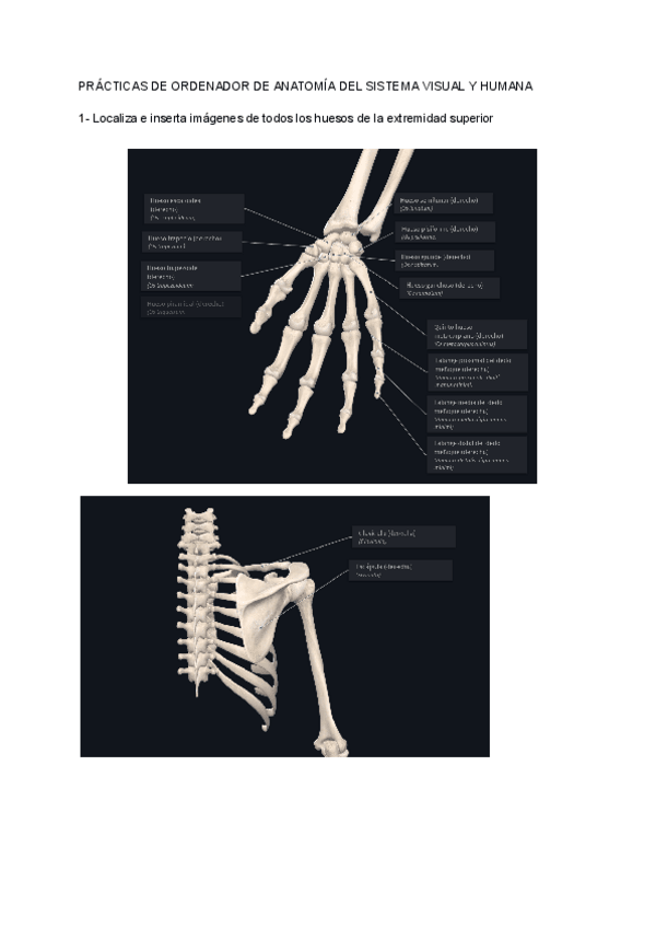 Miniatura del documento PRACTICA-1-ANATOMIA.pdf