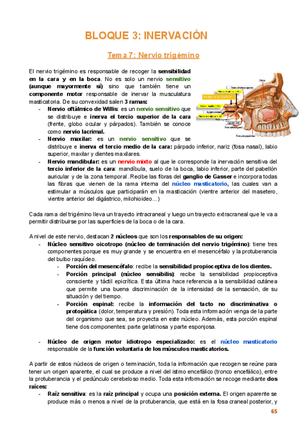 Miniatura del documento Bloque-3.-Inervacion.pdf