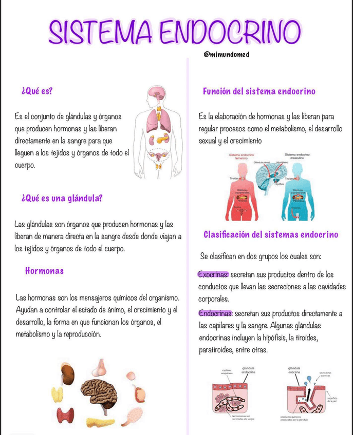 Miniatura del documento Sistema-Endocrino.jpeg