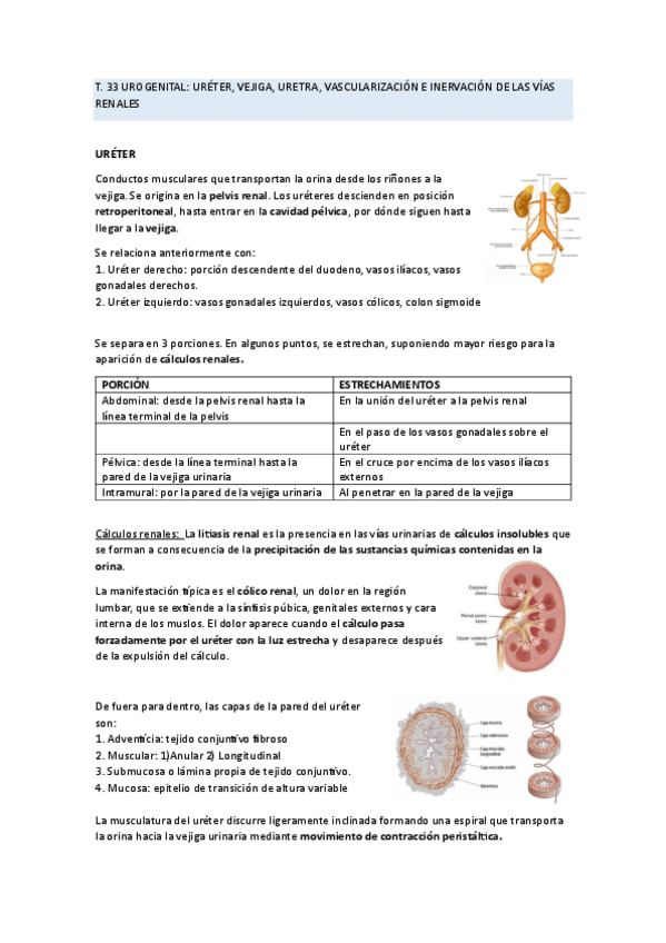 Miniatura del documento anato-T-33-34-35.pdf