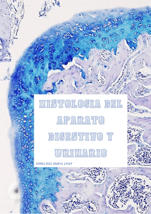 Miniatura del documento histologia-digestivo-y-urinario.pdf