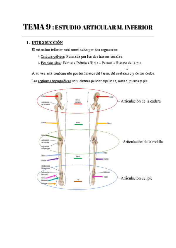 Miniatura del documento TEMA-9--ESTUDIO-ARTICULAR-M.-INFERIOR.pdf