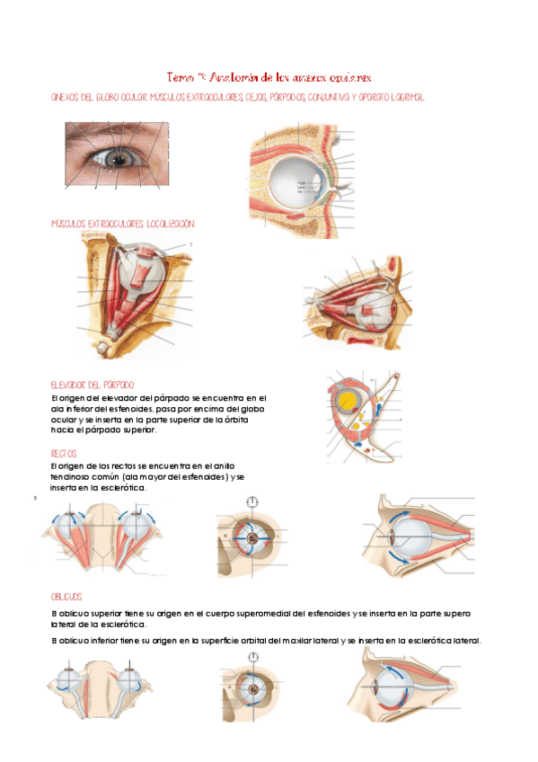 Miniatura del documento Tema-11.pdf