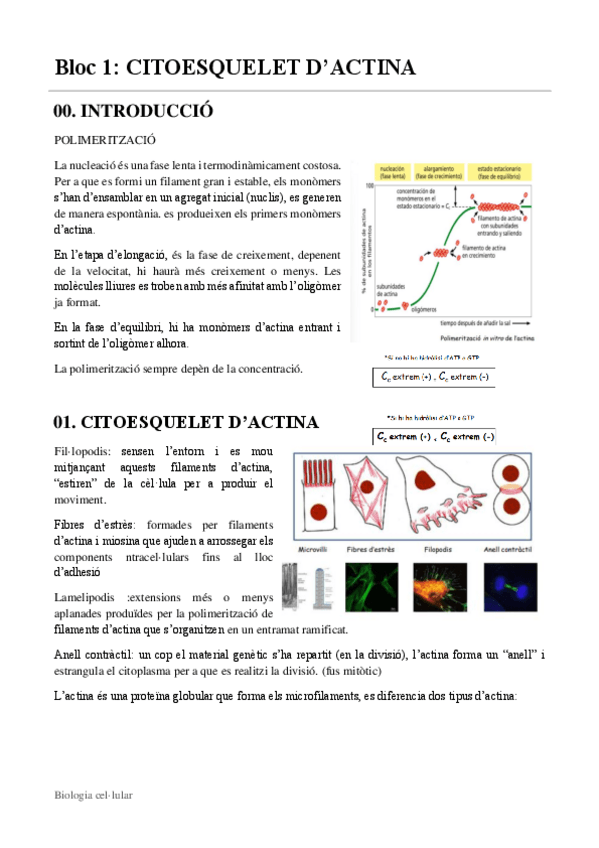 Miniatura del documento B1-T1-citoesquelet-dactina.pdf