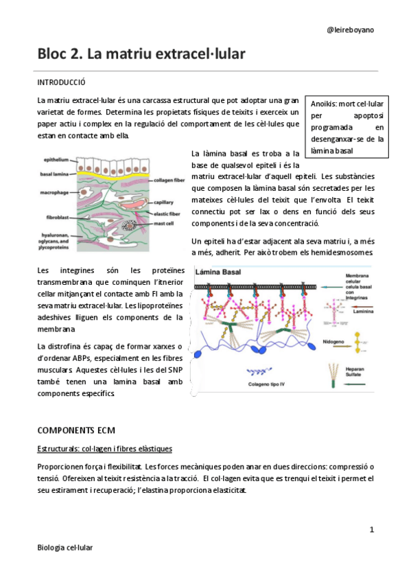 Miniatura del documento B2-T4-matriu-extracellular.pdf