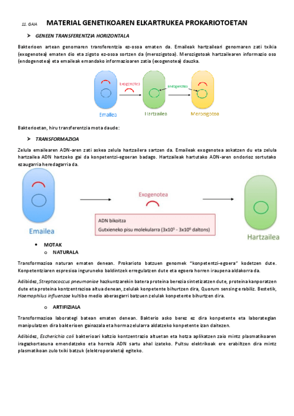 Miniatura del documento 11.-Material-genetikoaren-elkatrukea-prokariotoetan.pdf