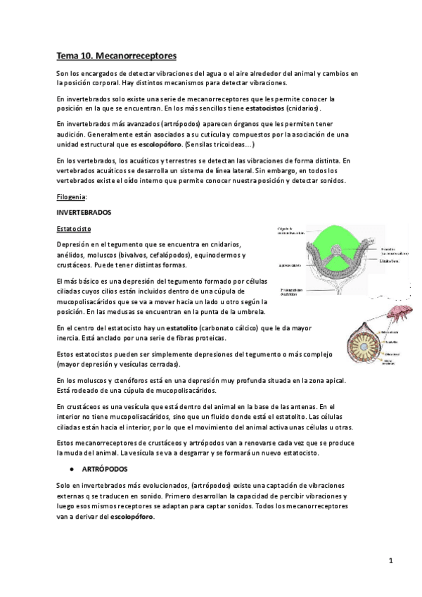 Miniatura del documento Tema-10.-ORGANOS-DE-LOS-SENTIDOS-PT.2.-Organografia.pdf